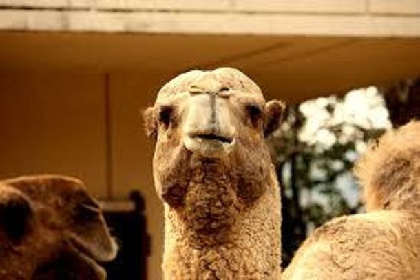 Murió Tsugaru, el camello más viejo en cautiverio del mundo