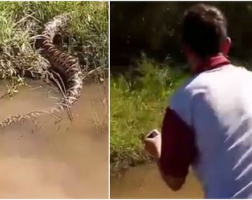Yarará en San José Feliciano, Entre Ríos