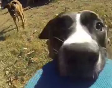 Una perra robó una cámara GoPro y filmó su propia huida