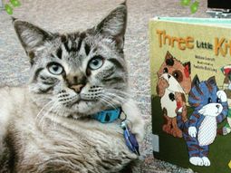 despiden a la mascota de una biblioteca por ser un gato despiden a la mascota de una biblioteca por ser un gato