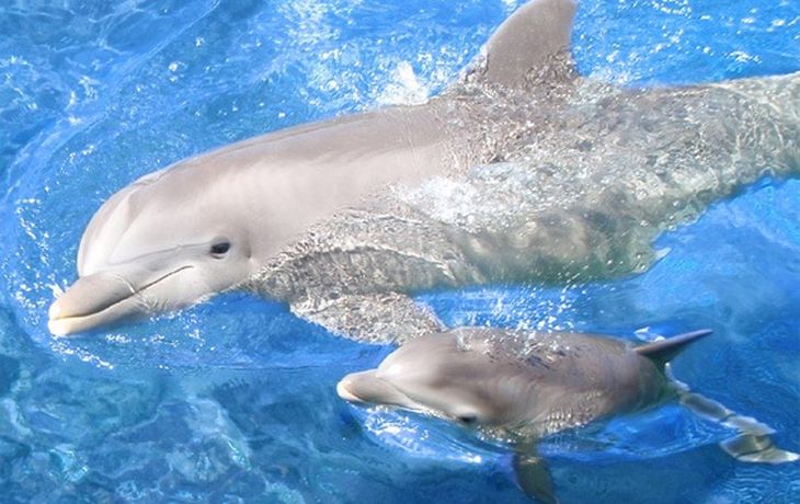 Una pareja tendrá como asistentes del parto a un grupo de delfines
