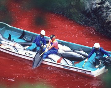 Una masacre: Japón volvió a autorizar la matanza de delfines