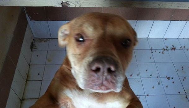 La perra que atacó a un animal sería adoptada en los próximos días