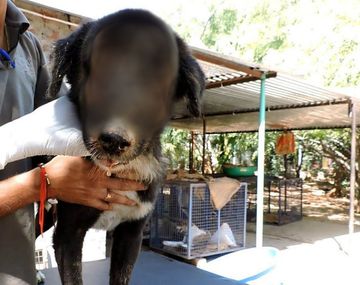 Salvan a perro que se había quedado sin cara