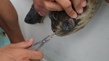 rescataron a una tortuga marina que tenia un sorbete atorad en la nariz rescataron a una tortuga marina que tenia un sorbete atorad en la nariz
