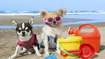 mar del plata tendra la primera playa canina del pais mar del plata tendra la primera playa canina del pais
