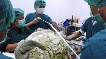 Extrajeron 915 monedas del estómago de una tortuga Extrajeron 915 monedas del estómago de una tortuga