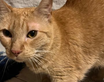 El emotivo reencuentro de una dueña con su gatita perdida en el derrumbe de Caballito