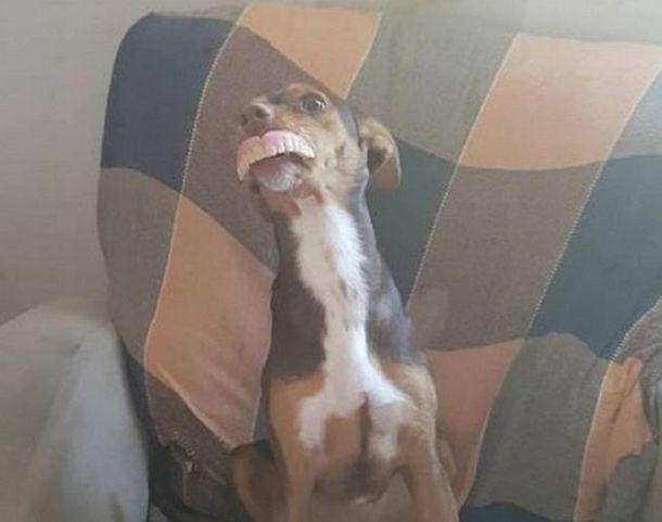 Furor en las redes sociales por una perra que robó una dentadura postiza