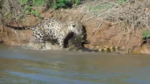 VIDEO: El increíble salto de un jaguar para cazar a un cocodrilo