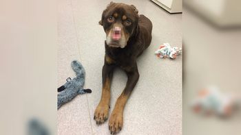 Ofrecen recompensa por información Ofrecen recompensa por información