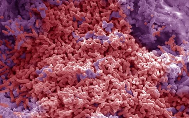 Encuentran organismos en España que también podrían estar en Marte