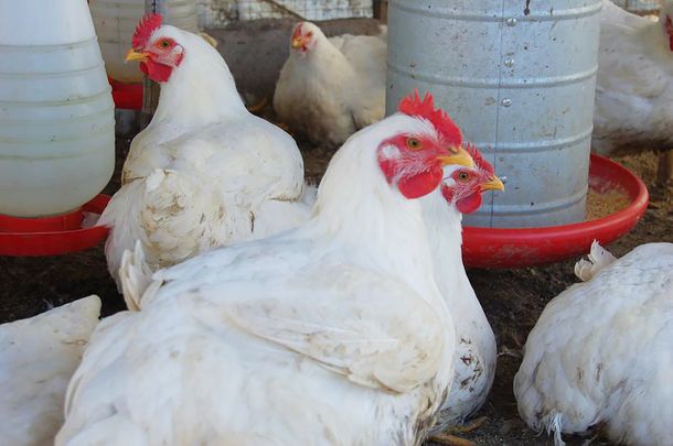 Gripe aviar: el MGAP proporcionará 3 millones de vacunas