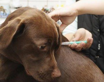 La Plata: vacunan gratis a perros y gatos en la ciudad