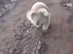 video: un koala la persiguio, se asusto y escapo en un cuatriciclo video: un koala la persiguio, se asusto y escapo en un cuatriciclo