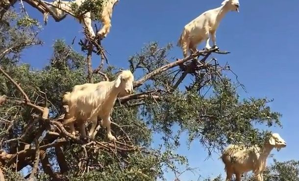 Mirá a las cabras equilibristas que se suben a los árboles para conseguir comida