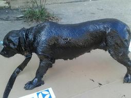 El heroico rescate de un perro cubierto de brea