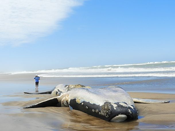 Preocupación por los animales marinos muertos en las costas argentinas