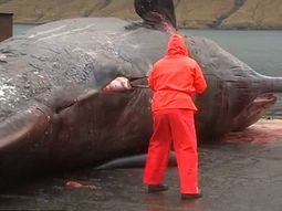 una ballena explota cuando un biologo abre su cadaver una ballena explota cuando un biologo abre su cadaver