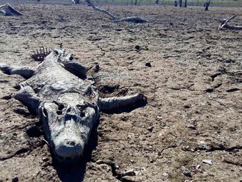 Sequía fatal: miles de yacarés y peces, muertos en el río Pilcomayo
