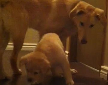 Daisy y un empujoncito amistoso