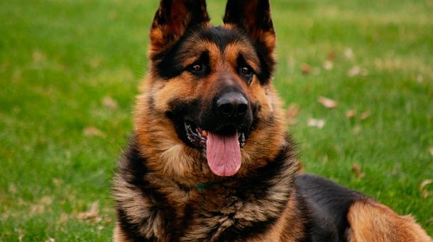 Sin corazón: así dos delincuentes se robaron una cachorra de una casa