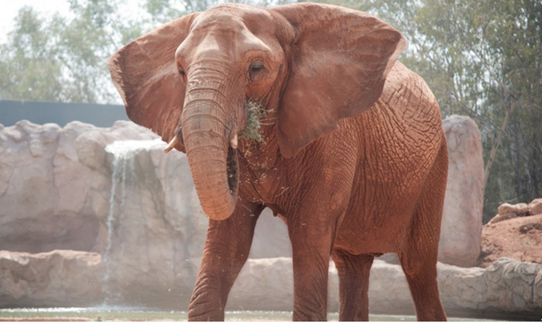 Marruecos: un elefante tiró una piedra y mató a una nena de 7 años