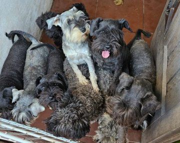 Maltrato animal: rescataron 20 perros de un criadero ilegal en Villa Luro