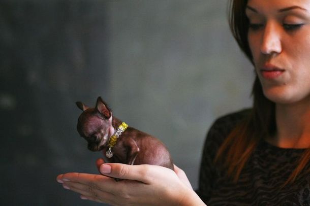 chihuahua