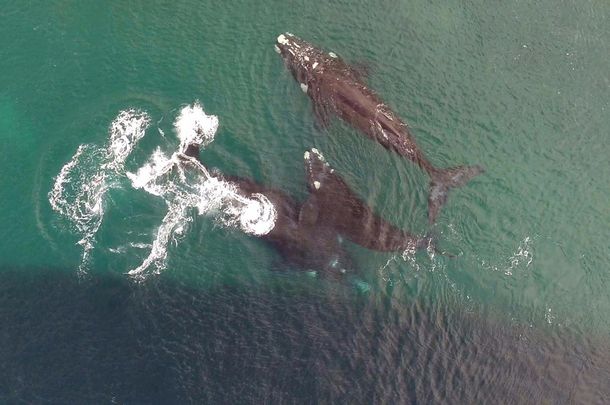 Ballenas copulando en Puerto Madryn