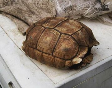 Mutiló tortuga