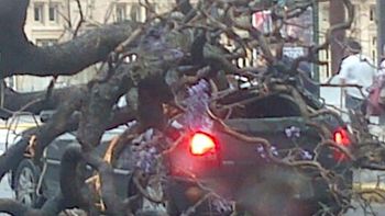 cayo un arbol y aplasto un auto en el centro porteno cayo un arbol y aplasto un auto en el centro porteno