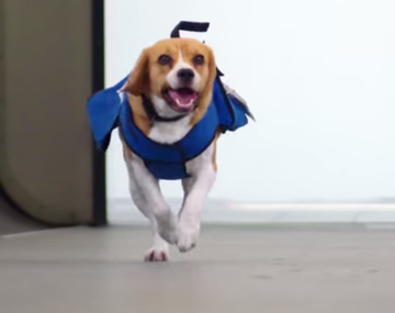 Un perro es el mejor empleado