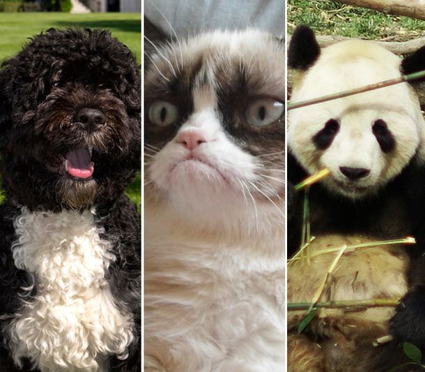 Estos son los animales más famosos de 2013