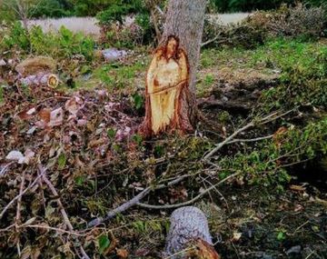 La imagen de Jesús en un árbol sorprendió a General Las Heras