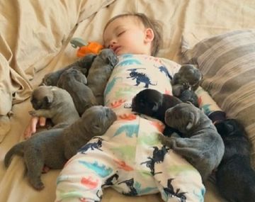 Un nene cubierto de cachorros