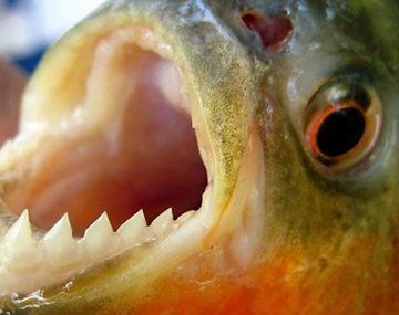 Santa Fe: más de 30 personas heridas por ataques de palometas