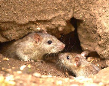 Confirman dos nuevos casos de hantavirus: ya se registraron 34 en Chubut