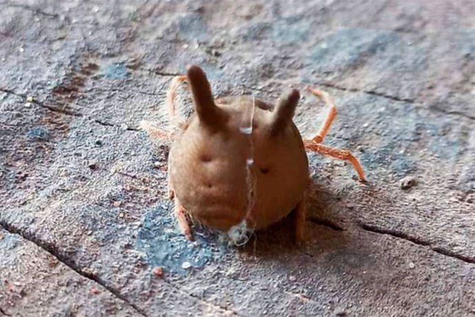 Paraná: encontraron un ejemplar de la araña cabeza de gato