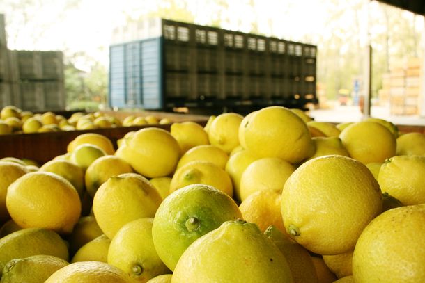 Los productores calificaron de absurda la suspensión de las importaciones de limón