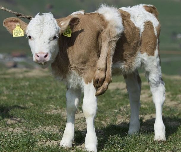 Lili cow