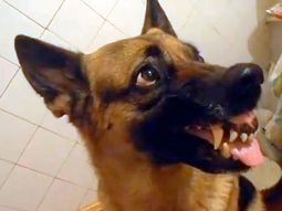 los extranos cambios de animo de un perro con su dueno los extranos cambios de animo de un perro con su dueno