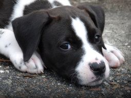 perro Wall-e perro Wall-e