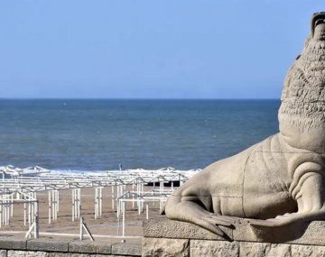 Los lobos marinos de Mar del Plata