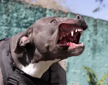 Mendoza: cinco perros pitbull atacaron a un neurocirujano