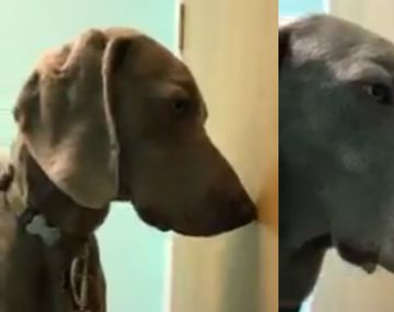 El pobre perro la pasó mal después de comer un porro