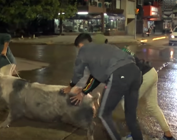 La cerda se negaba a regresar al encierro. Se sospecha que también la golpearon.