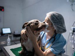 Por qué hoy es el Día del Veterinario en Argentina