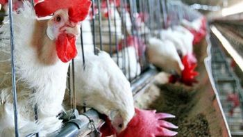 ademas del terrorismo, ahora detectan un caso de gripe aviar en francia ademas del terrorismo, ahora detectan un caso de gripe aviar en francia