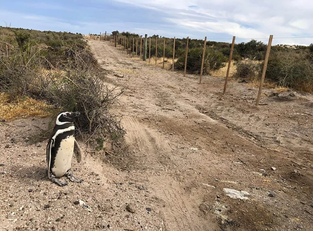 Greenpeace denunció penalmente la matanza masiva de pingüinos en Punta Tombo: piden el embargo del campo
